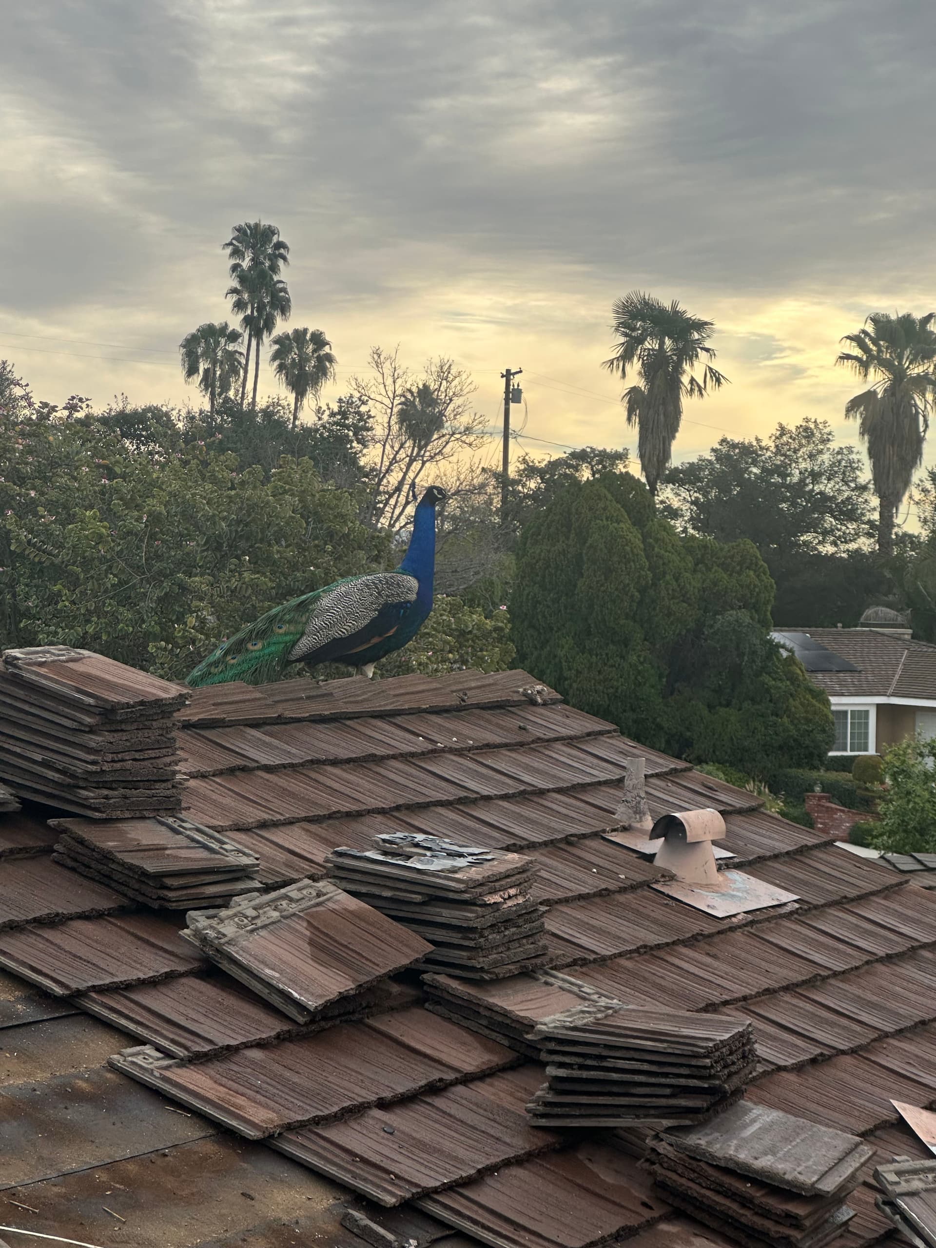 An Unexpected Visitor During Our Roof Repair in Arcadia